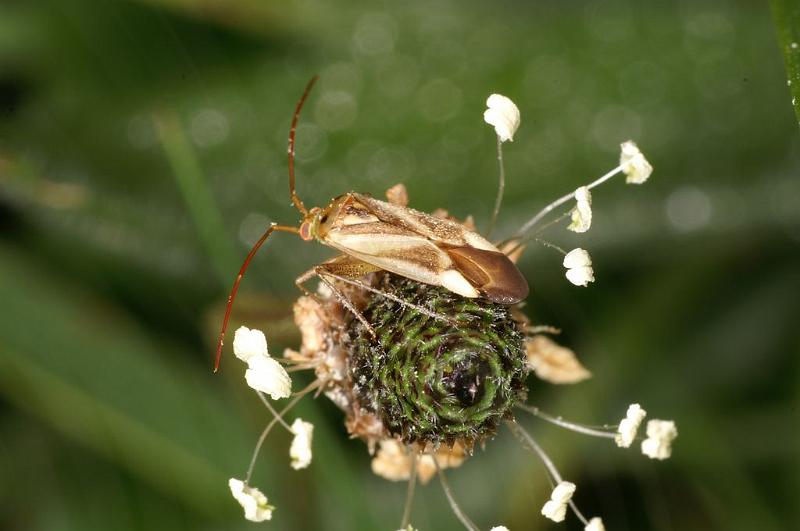Adelphocoris_lineolatus_D8304_Z_88_Les Gris_Frankrijk.jpg